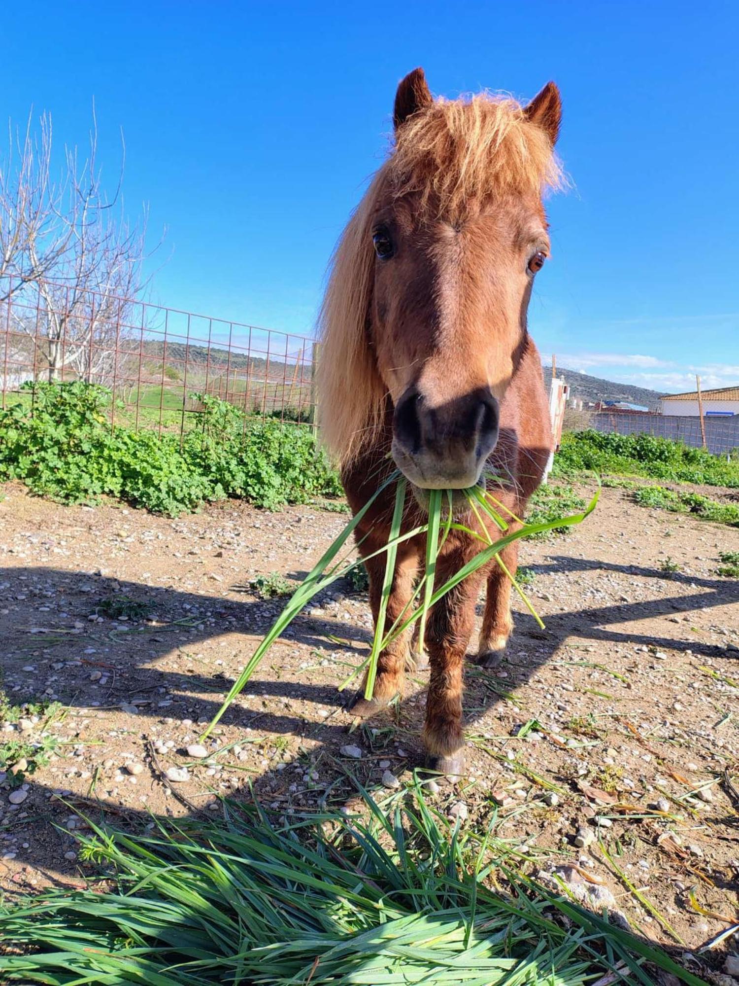 Los Laureles Casa Rural Urda Zewnętrze zdjęcie