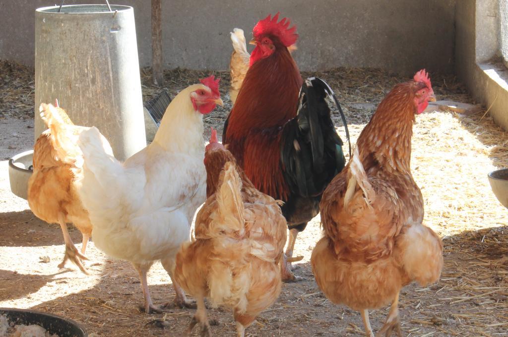 Los Laureles Casa Rural Urda Zewnętrze zdjęcie