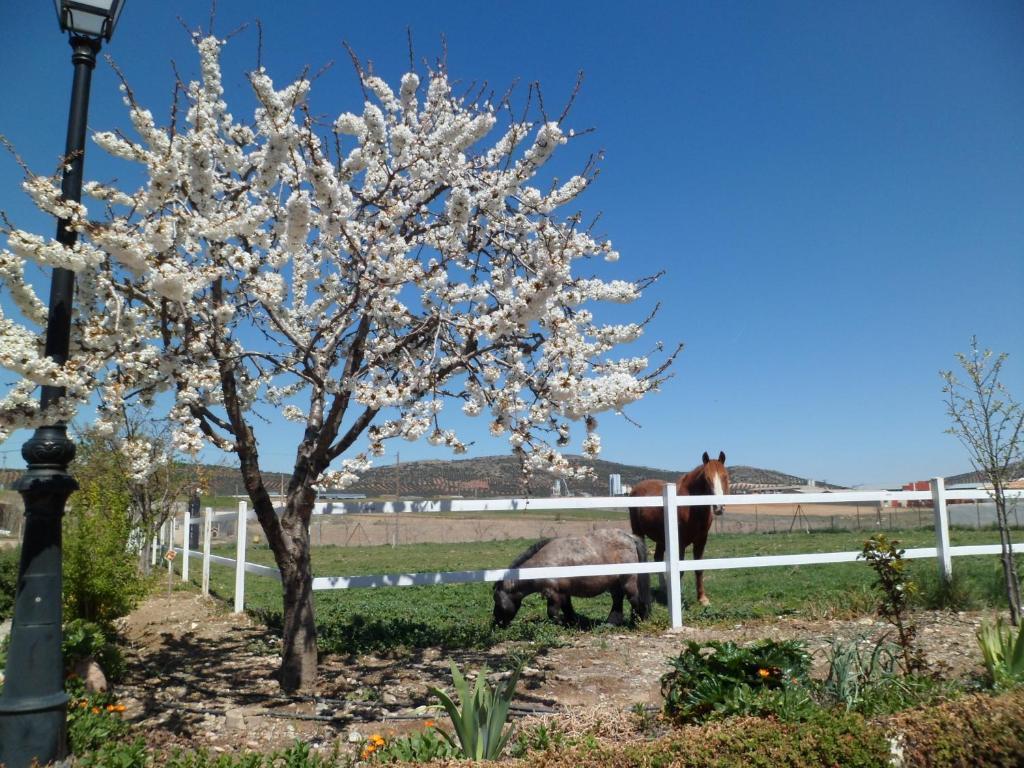 Los Laureles Casa Rural Urda Zewnętrze zdjęcie