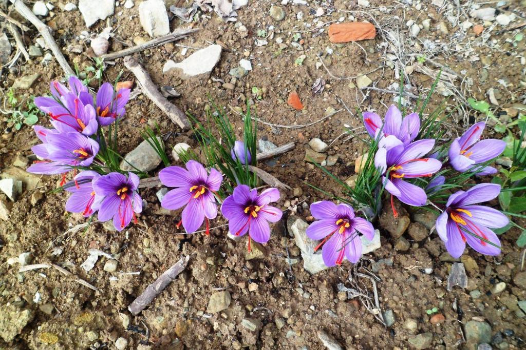 Los Laureles Casa Rural Urda Zewnętrze zdjęcie